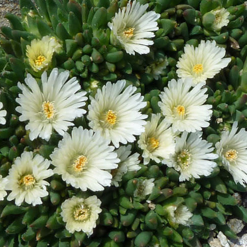 Skalničky - Kosmatec White Nugget 9cm