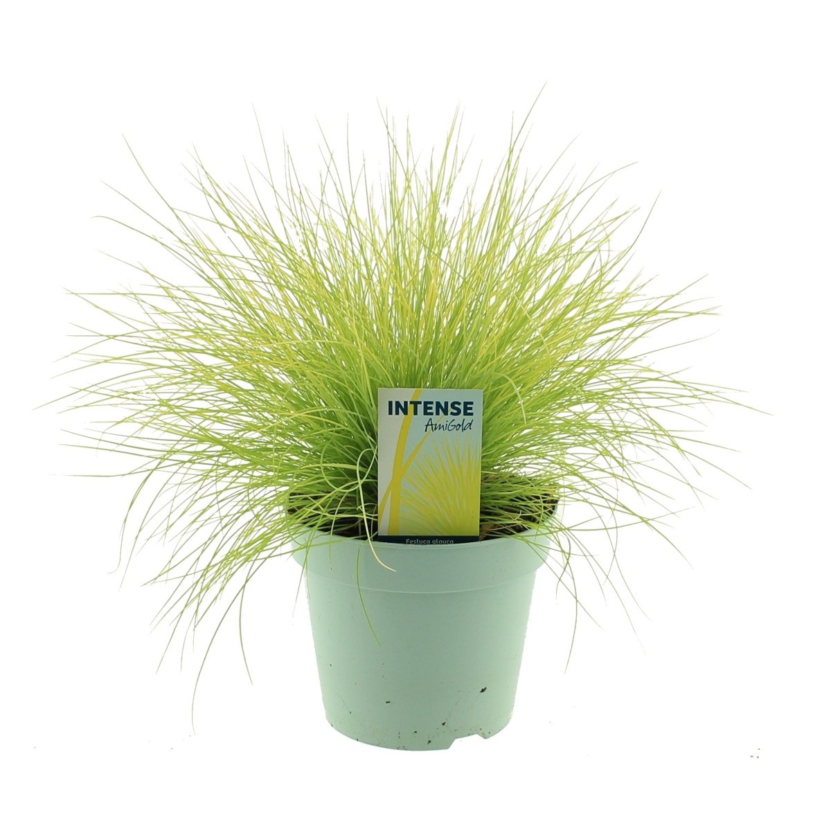 Traviny - Kostřava medvědí Ami Gold květináč 2 litry