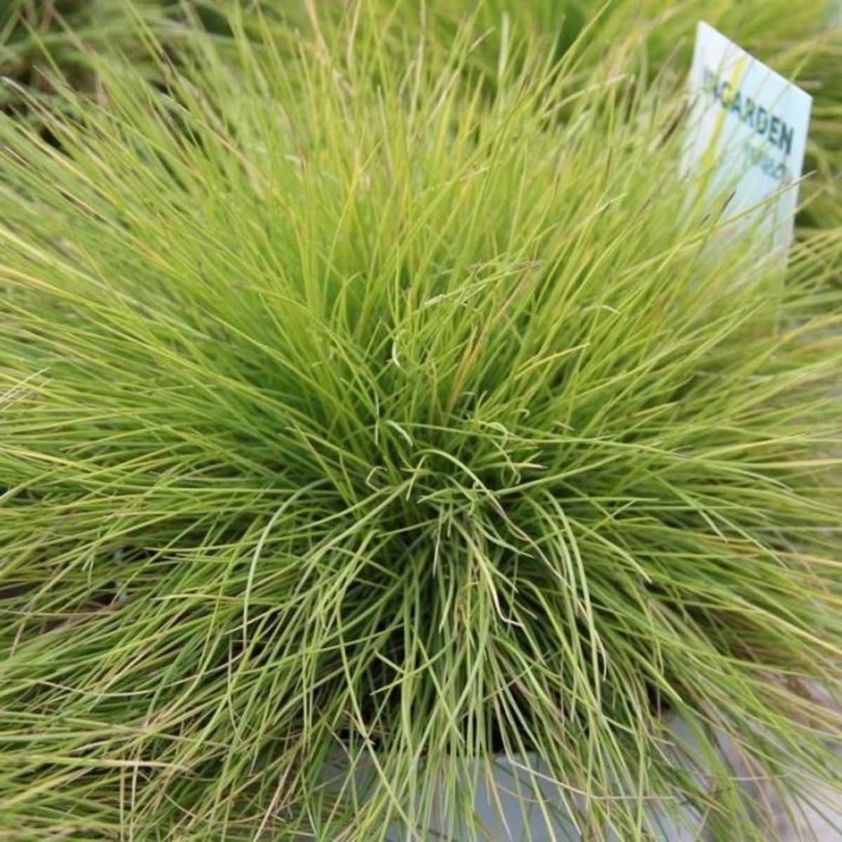 Kostřava medvědí Ami Gold květináč 2 litry-0