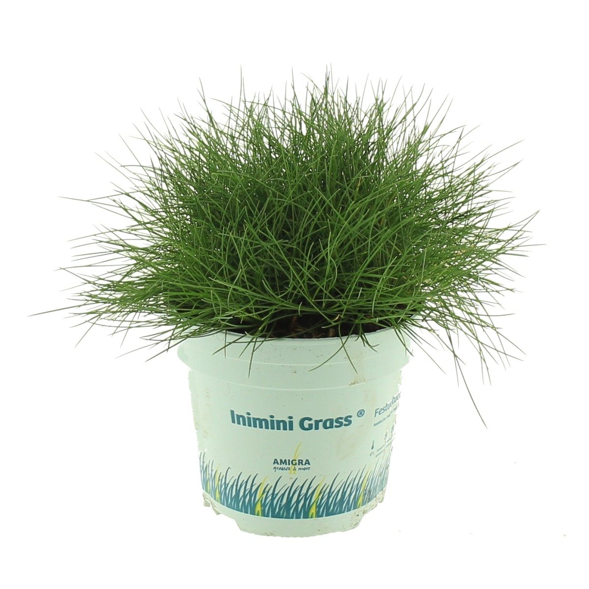 Traviny - Kostřava medvědí Ami Green 10,5cm