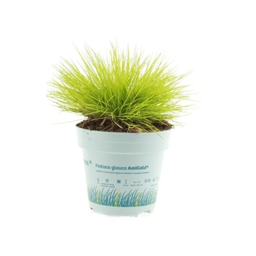 Traviny - Kostřava medvědí AmiGold květináč 10,5cm