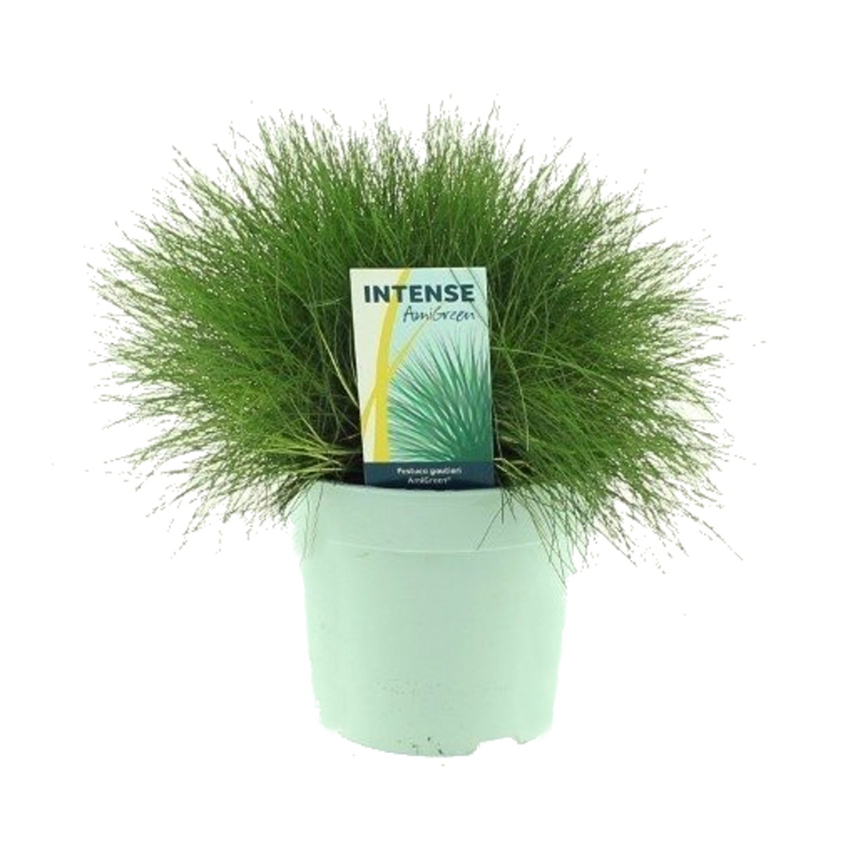 Traviny - Kostřava medvědí AmiGreen květináč 2 litry