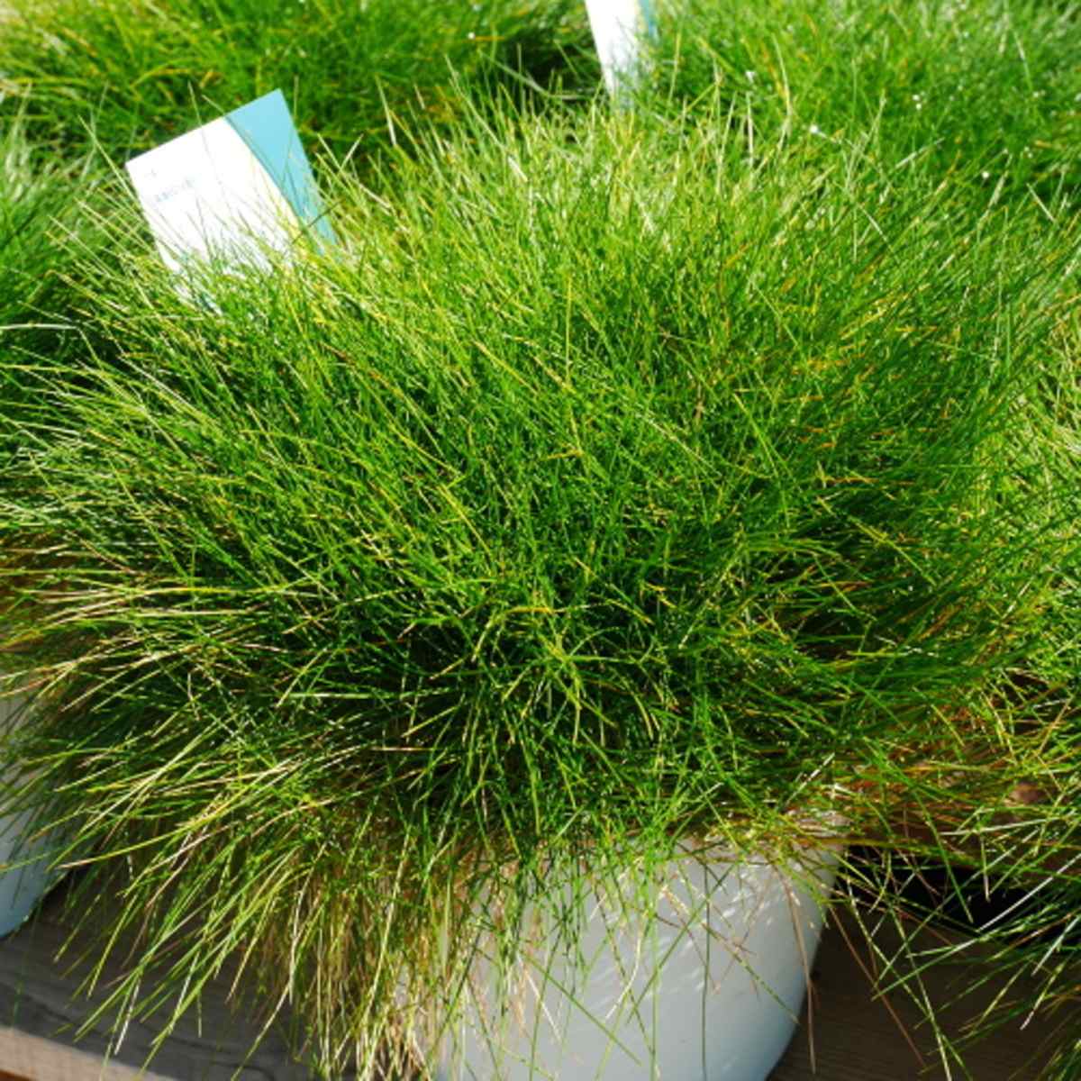 Kostřava medvědí AmiGreen květináč 2 litry-0