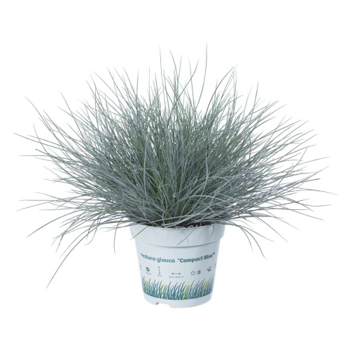Traviny - Kostřava sivá Compact Blue květináč 10,5cm