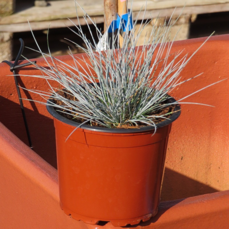 Traviny - Kostřava sivá 'Eisvogel' květináč 12cm