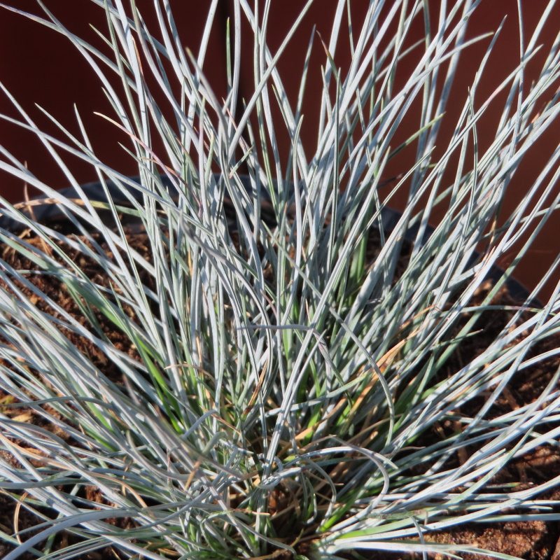 Kostřava sivá 'Eisvogel' květináč 12cm-0