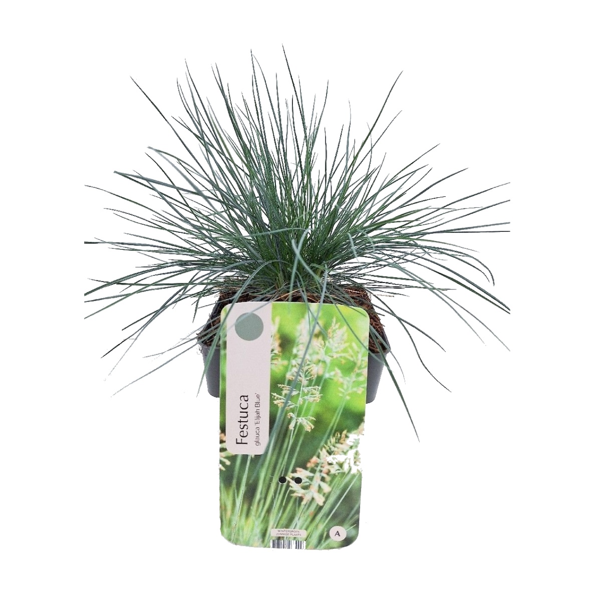 Traviny - Kostřava sivá Elijah Blue květináč 2 litry