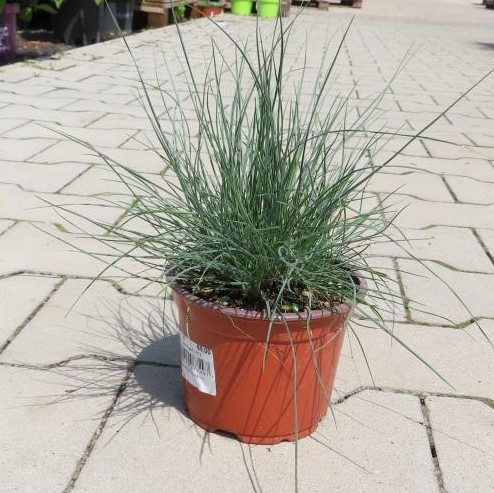 Kostřava sivá 'Festina' květináč 12cm-0