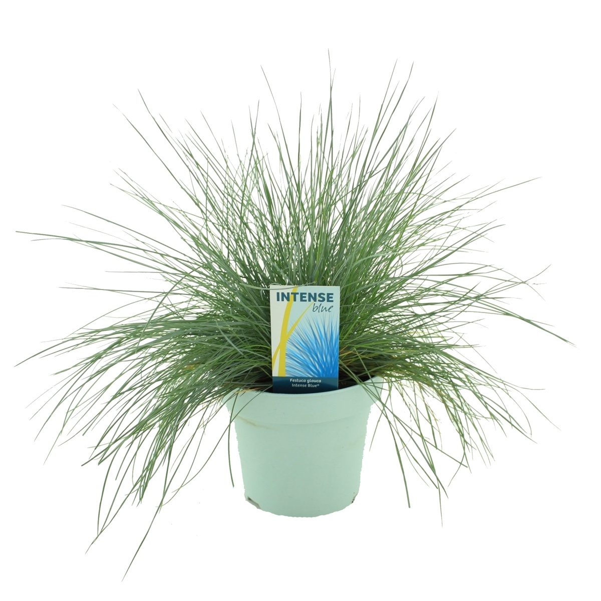 Traviny - Kostřava sivá Intense Blue květináč 2 litry