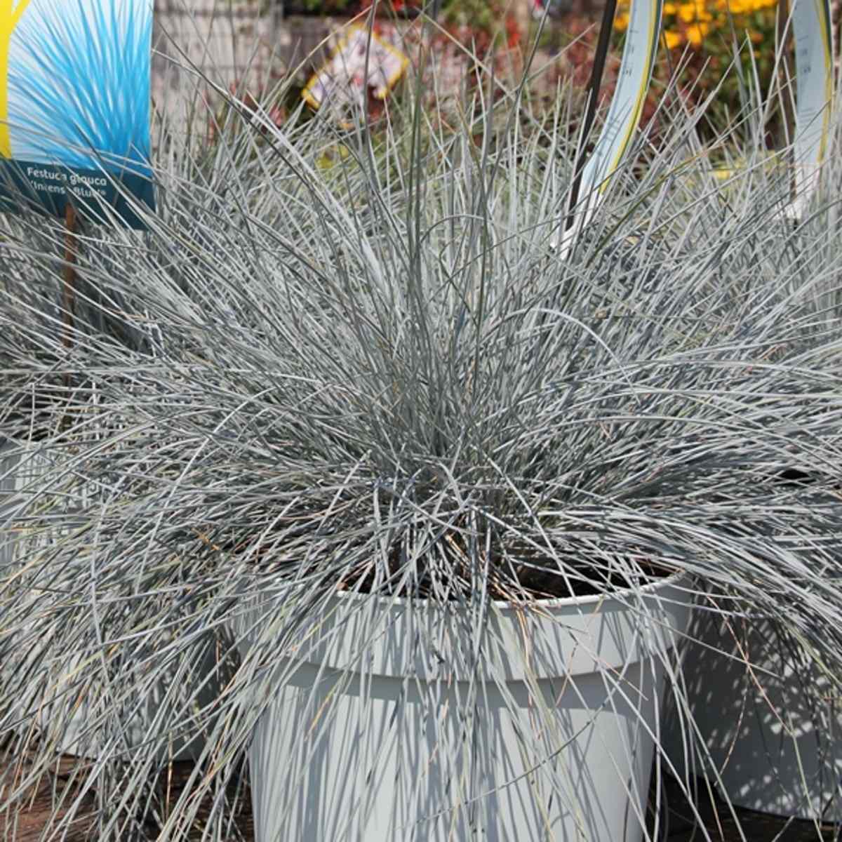 Kostřava sivá Intense Blue květináč 2 litry-0