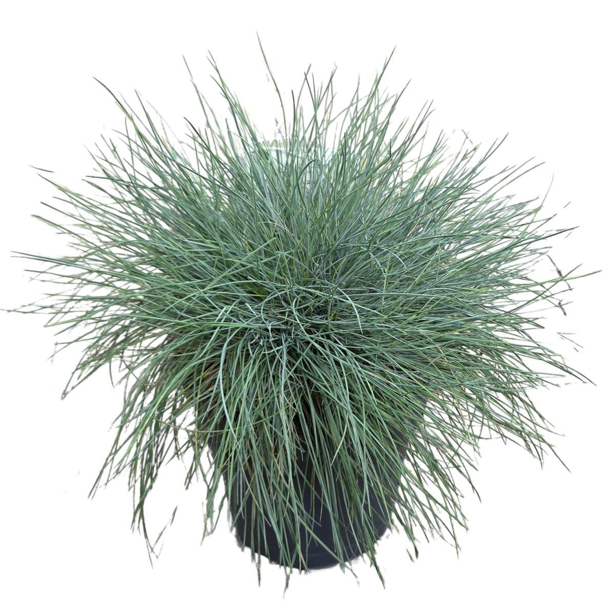 Traviny - Kostřava sivá Intense Blue květináč 3,5 litru