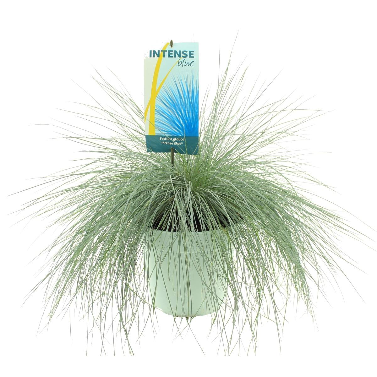 Traviny - Kostřava sivá Intense Blue květináč 5 litrů