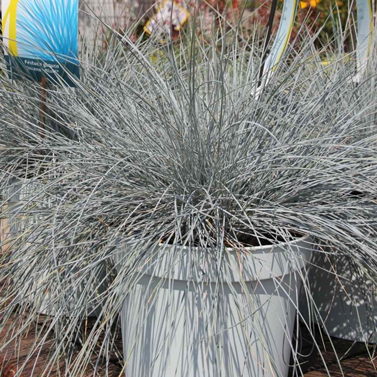 Kostřava sivá Intense Blue květináč 5 litrů-0