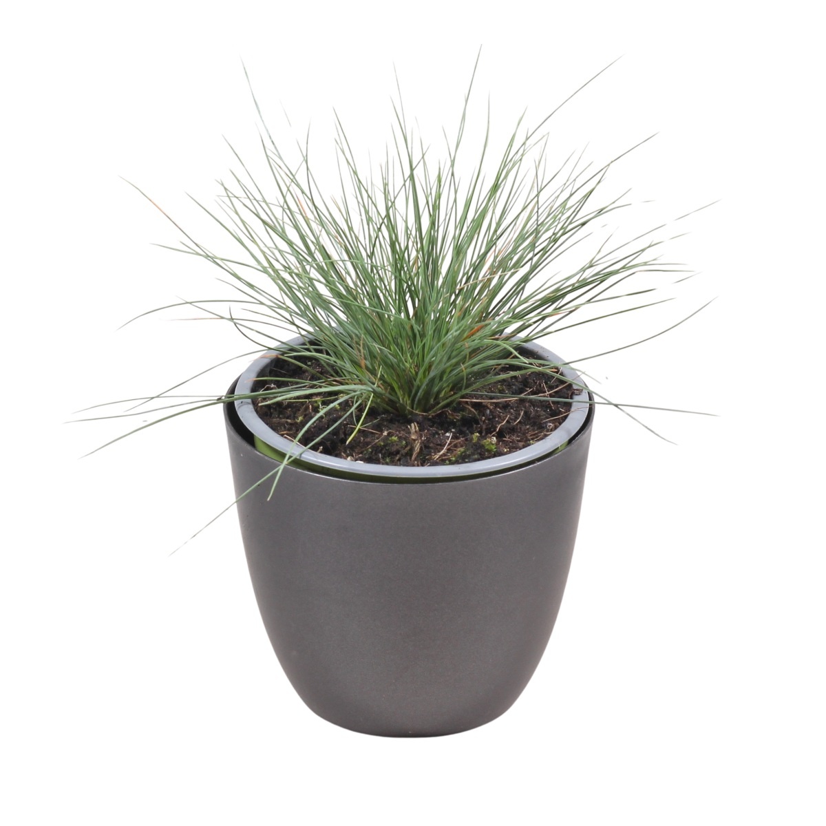 Traviny - Kostřava sivá květináč 12cm