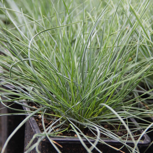 Rostliny - Kostřava siviá 'Festina' 9cm