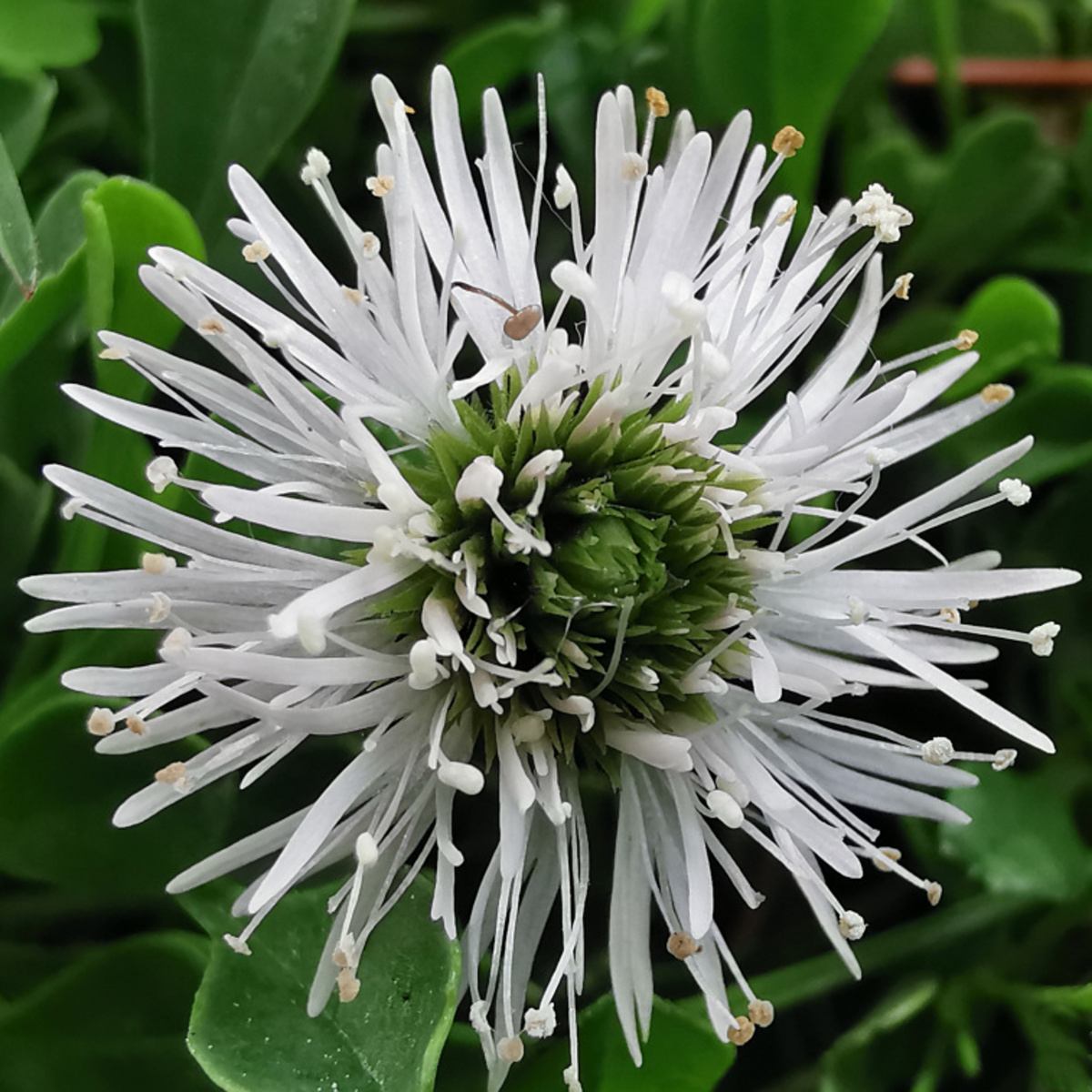 Skalničky - Koulenka srdcolistá Alba květináč 9cm