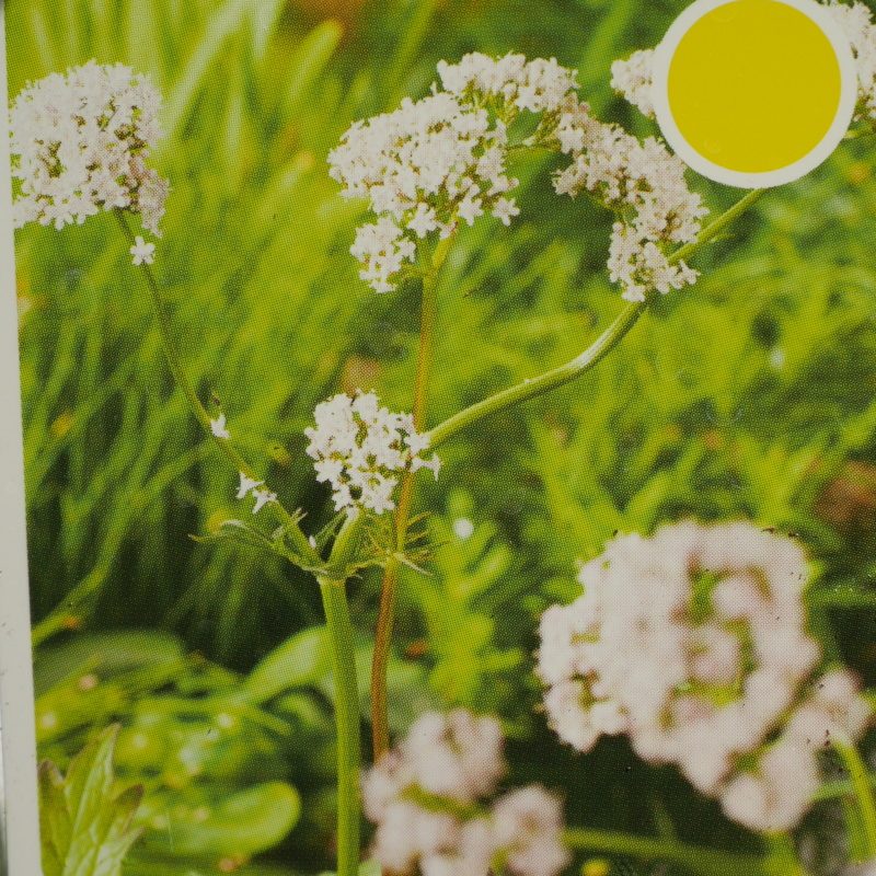 Trvalky - Kozlík lékařský 9cm