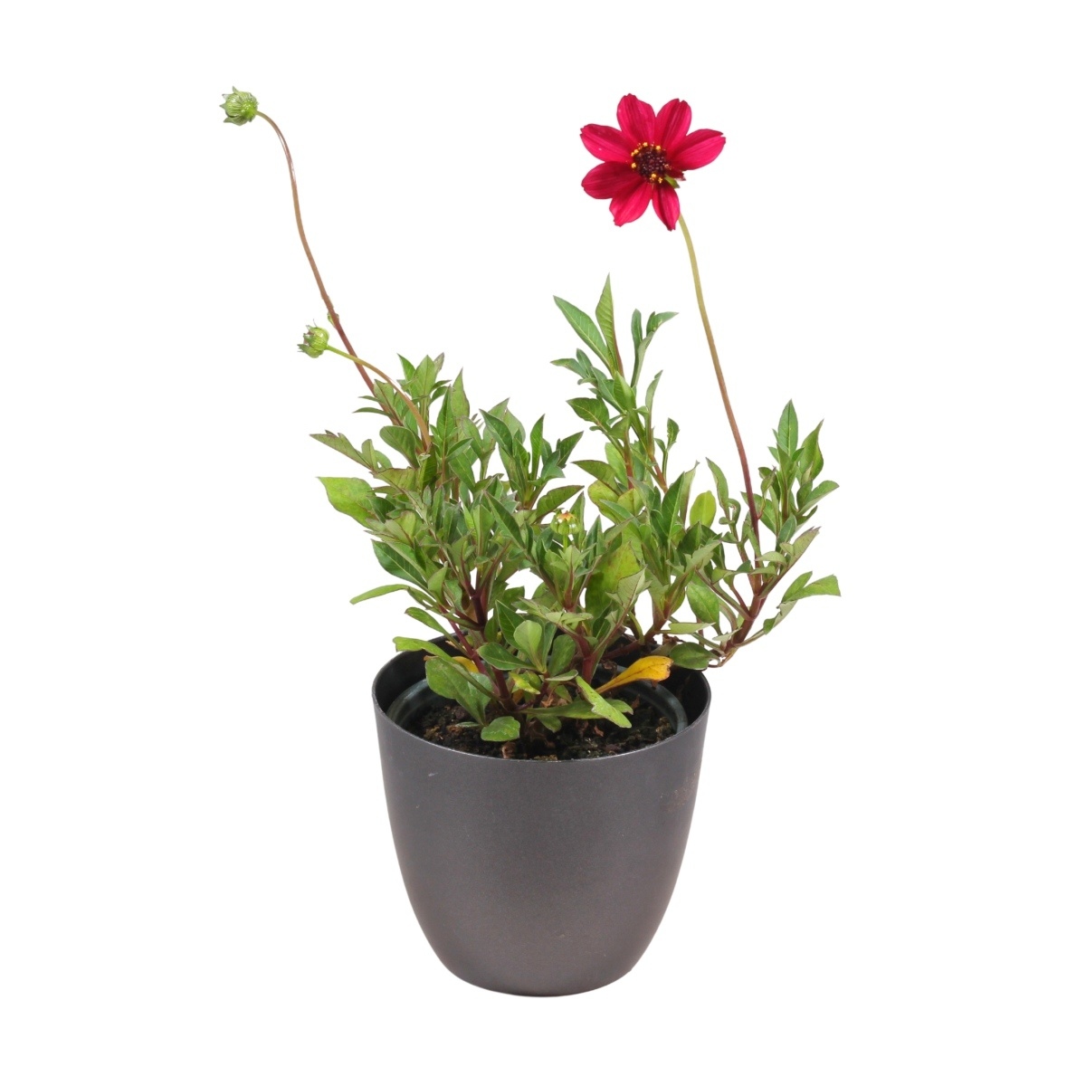 Na slunce - Krásenka Cherry Chocolate květináč 12cm