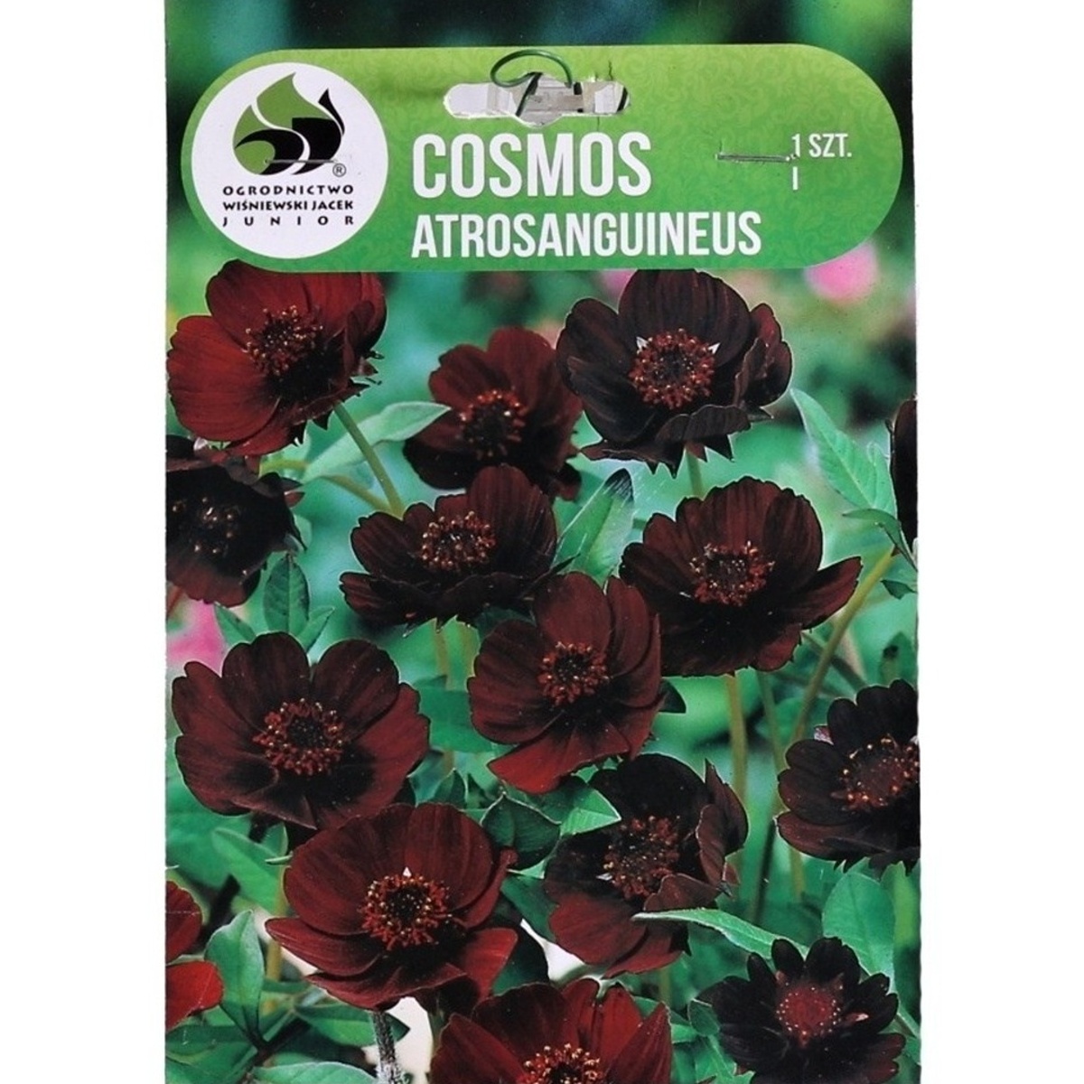 Ostatní jarní cibuloviny - Krásenka čokoládová 1ks