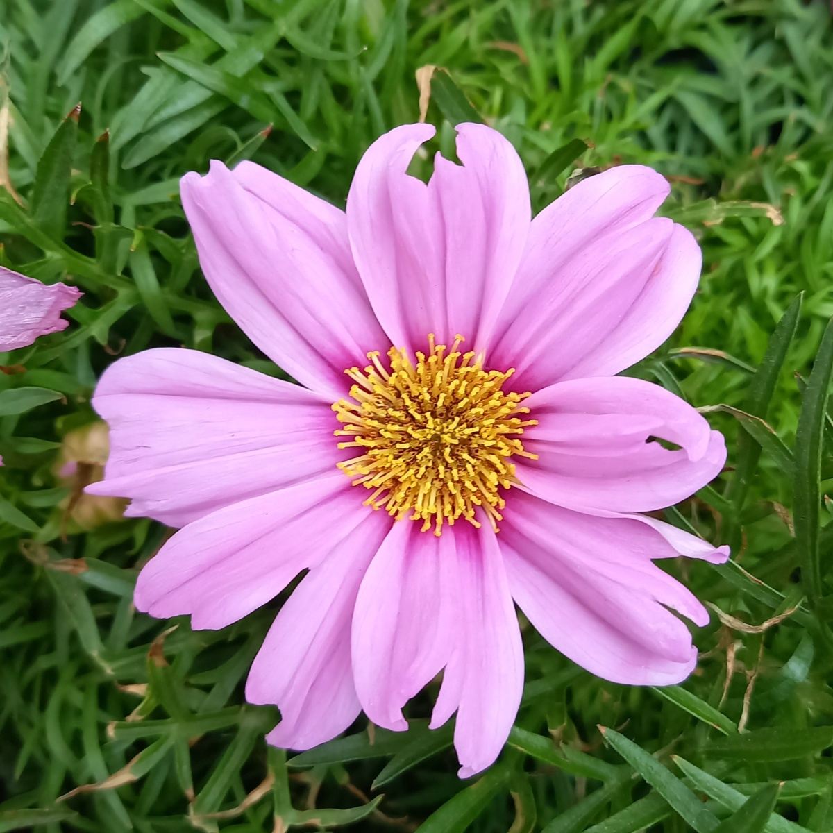 Nádobové květiny - Krásenka zpeřená květináč 11cm