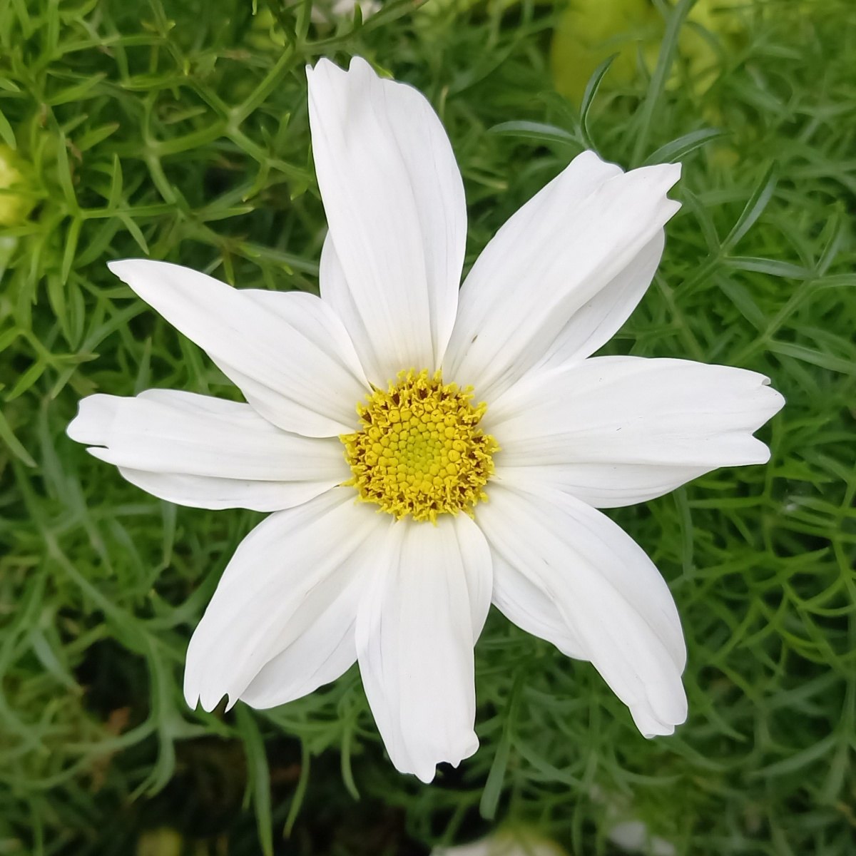 Krásenka zpeřená květináč 11cm-0