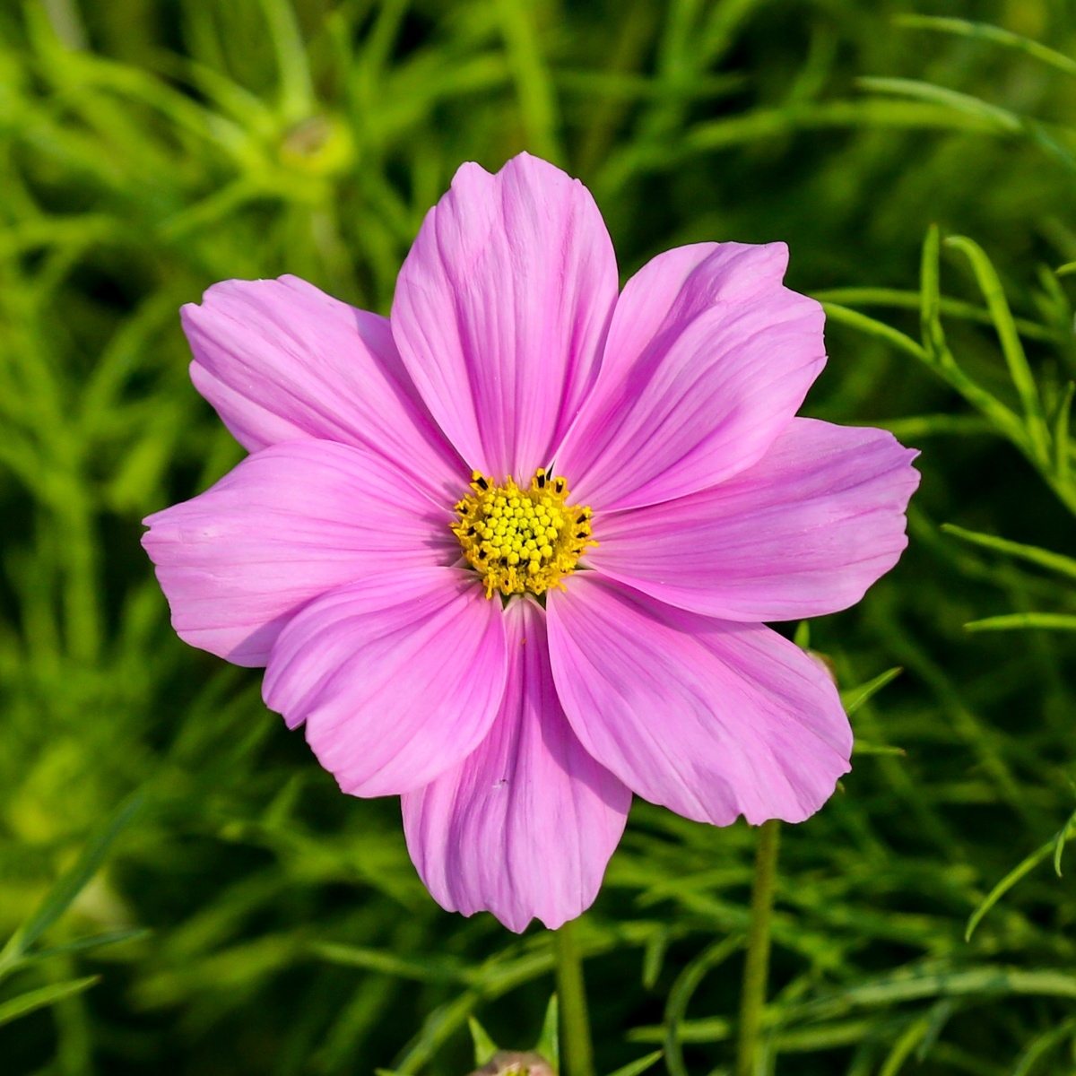 Nádobové květiny - Krásenka zpeřená květináč 13cm