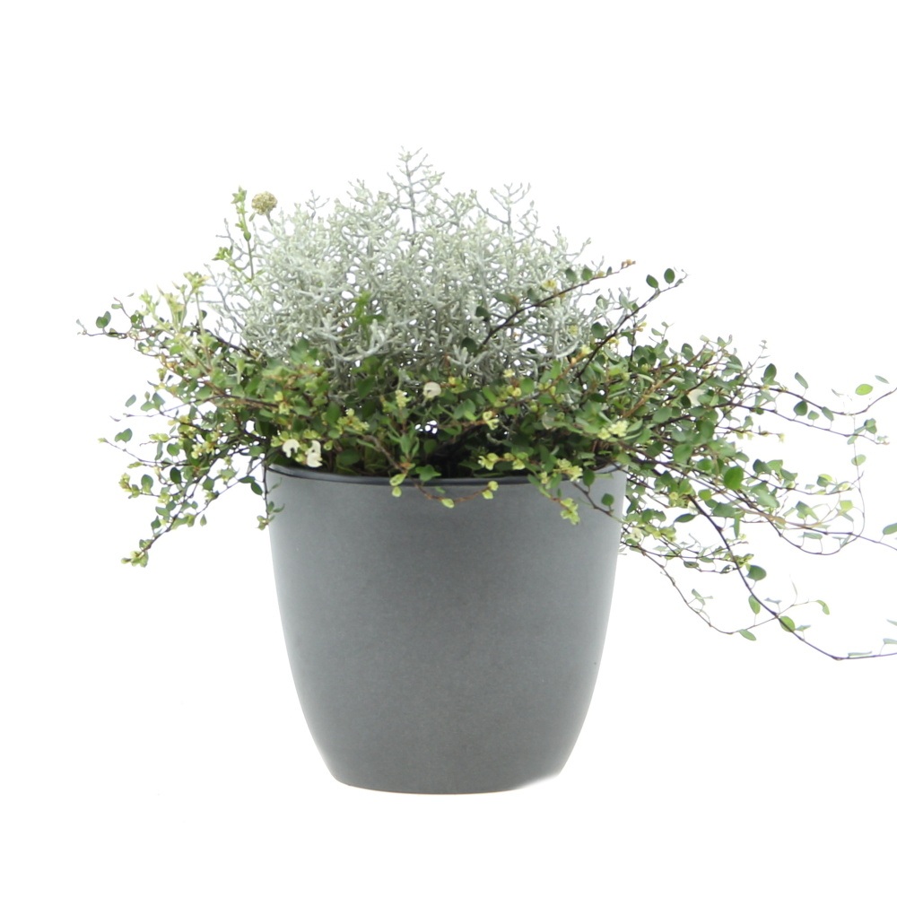 Podzimní rostliny - Krásnohlávek a Mulenbekie květináč 12cm
