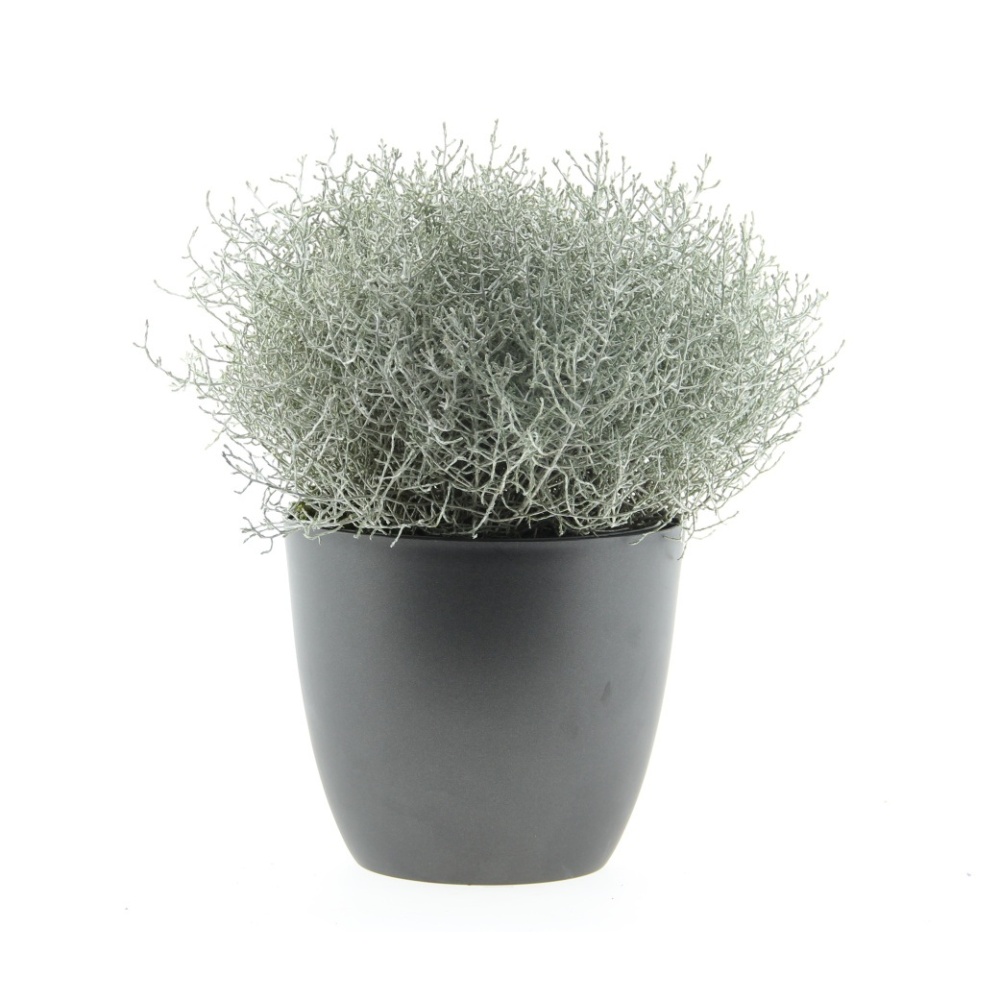 Podzimní rostliny - Krásnohlávek Brownův květináč 19cm