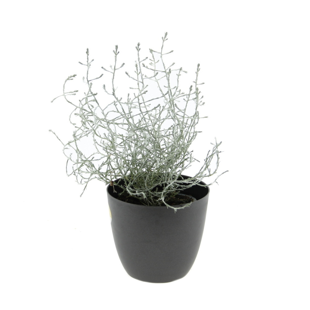 Krásnohlávek květináč 11cm-0