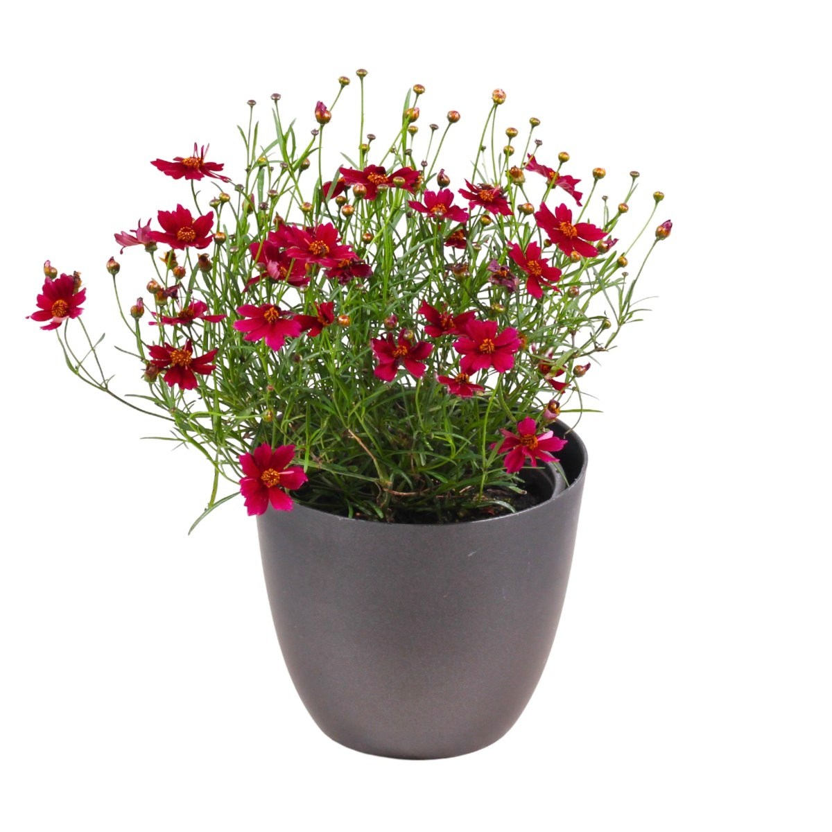 Na slunce - Krásnoočko Limerock Ruby 12cm