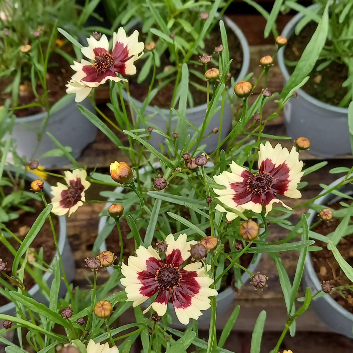 Na slunce - Krásnoočko přeslenité Chorasan Burgundy & White květináč 12cm