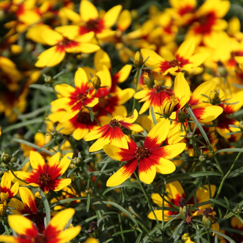 Na slunce - Krásnoočko přeslenité 'Corleone Red & Yellow' květináč 12cm