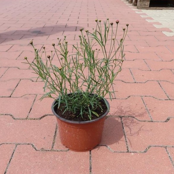 Na slunce - Krásnoočko přeslenité 'Limerock Ruby' květináč 15cm