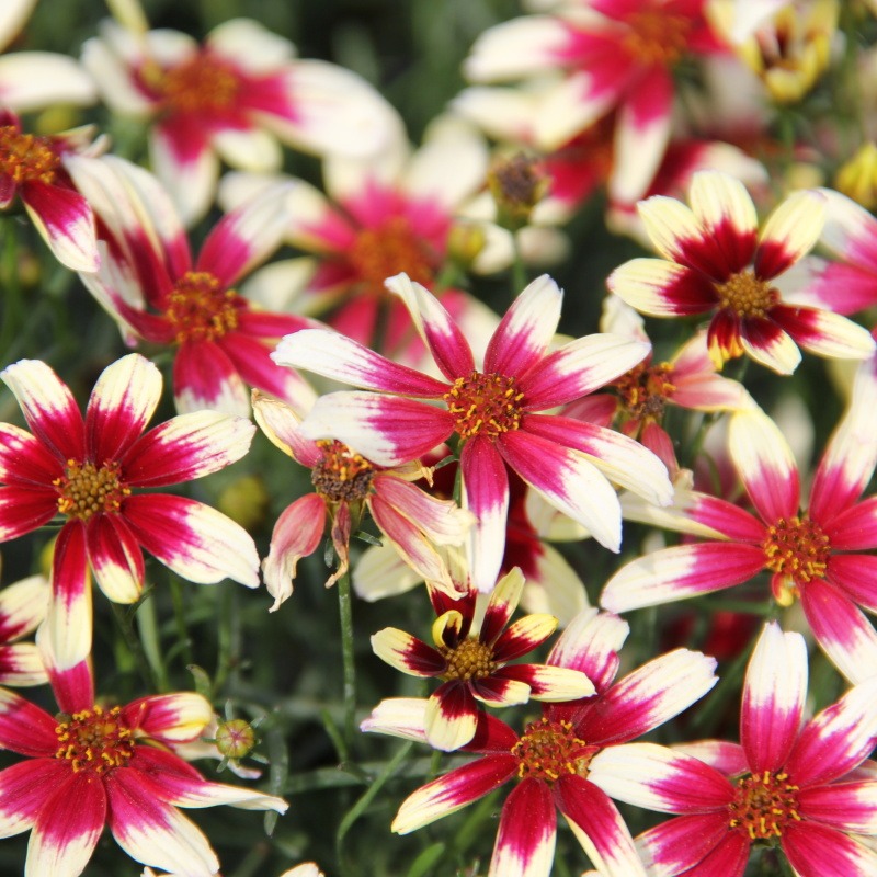 Na slunce - Krásnoočko přeslenité Sunstar Rose květniáč 12cm