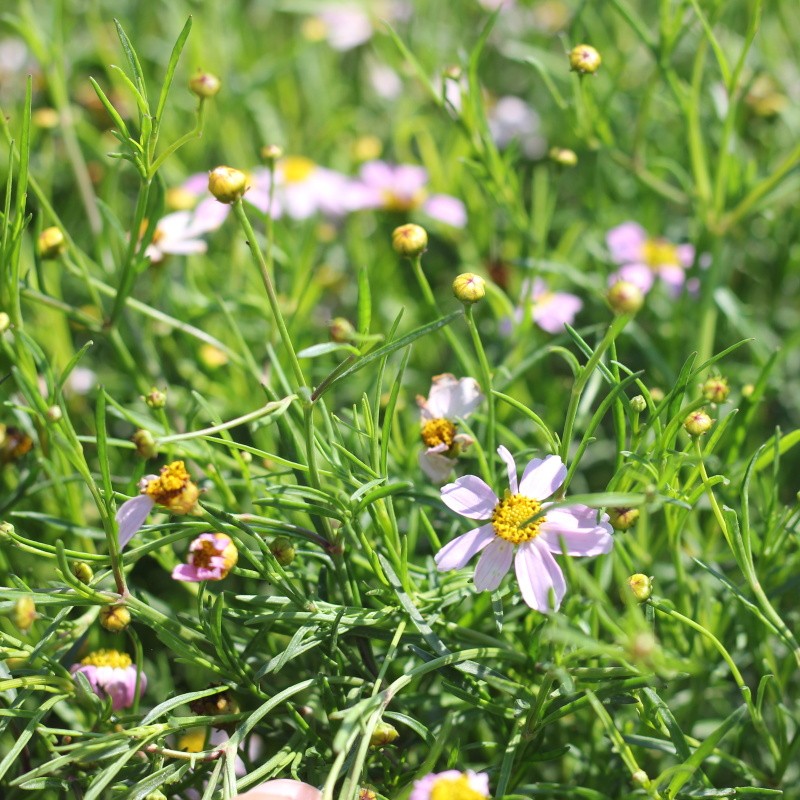 Na slunce - Krásnoočko růžové 'American Dream' 9cm