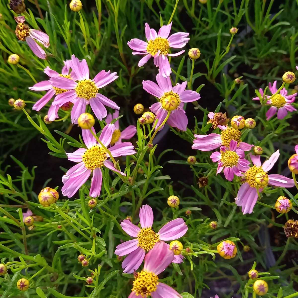 Na slunce - Krásnoočko růžové American Dream květináč 12cm