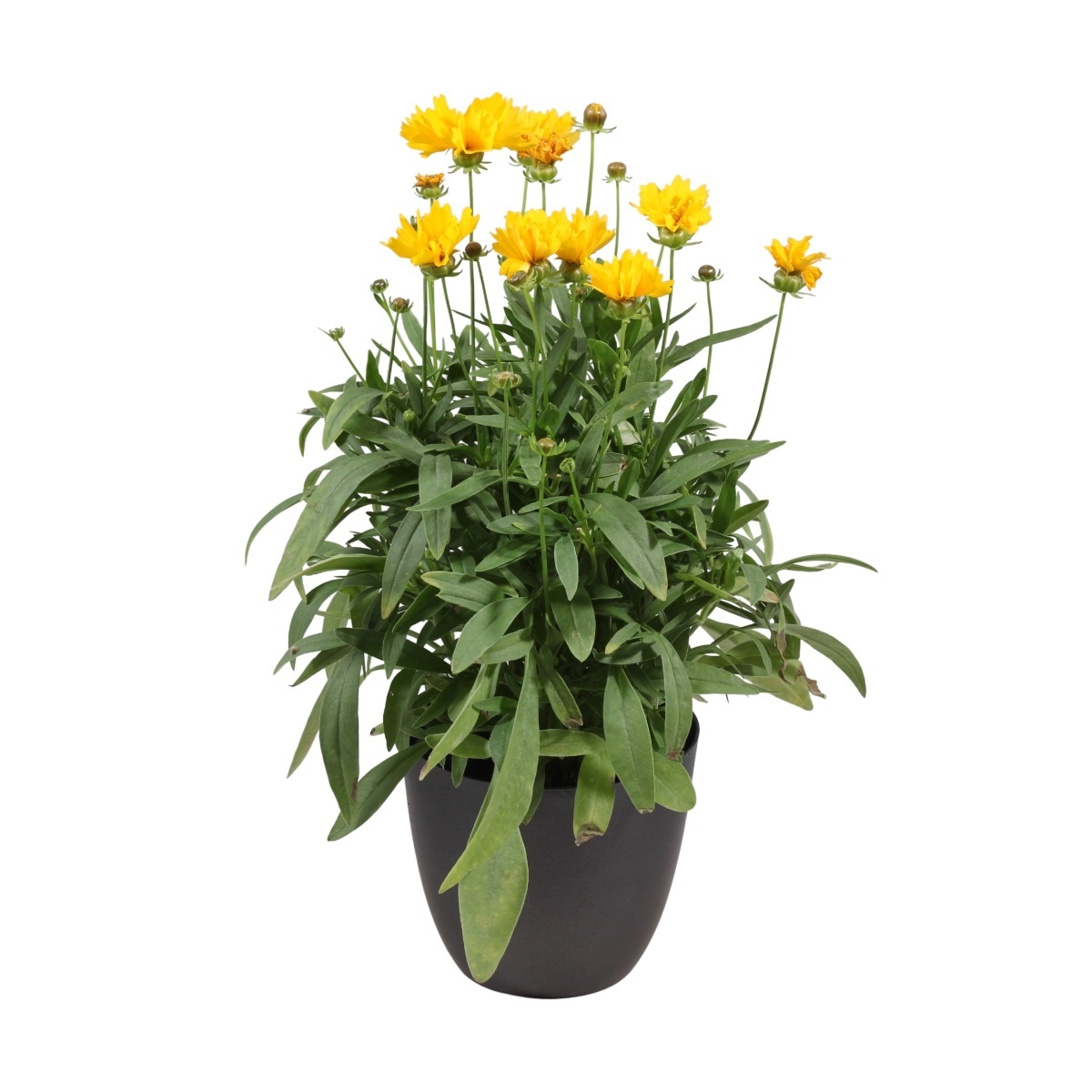 Na slunce - Krásnoočko velkokvěté Presto květináč 12cm