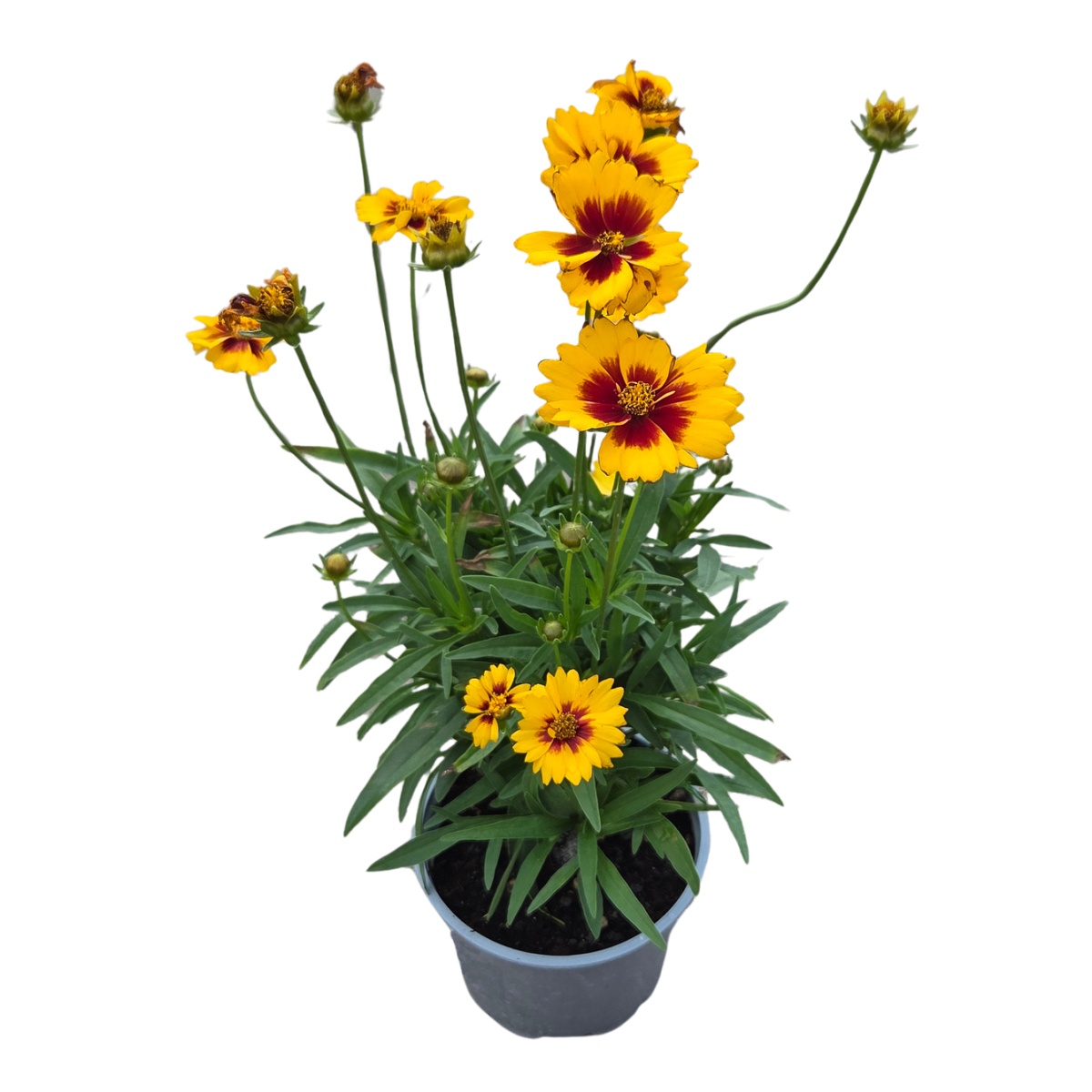 Na slunce - Krásnoočko velkokvěté Solena Red & Gold květináč 12cm
