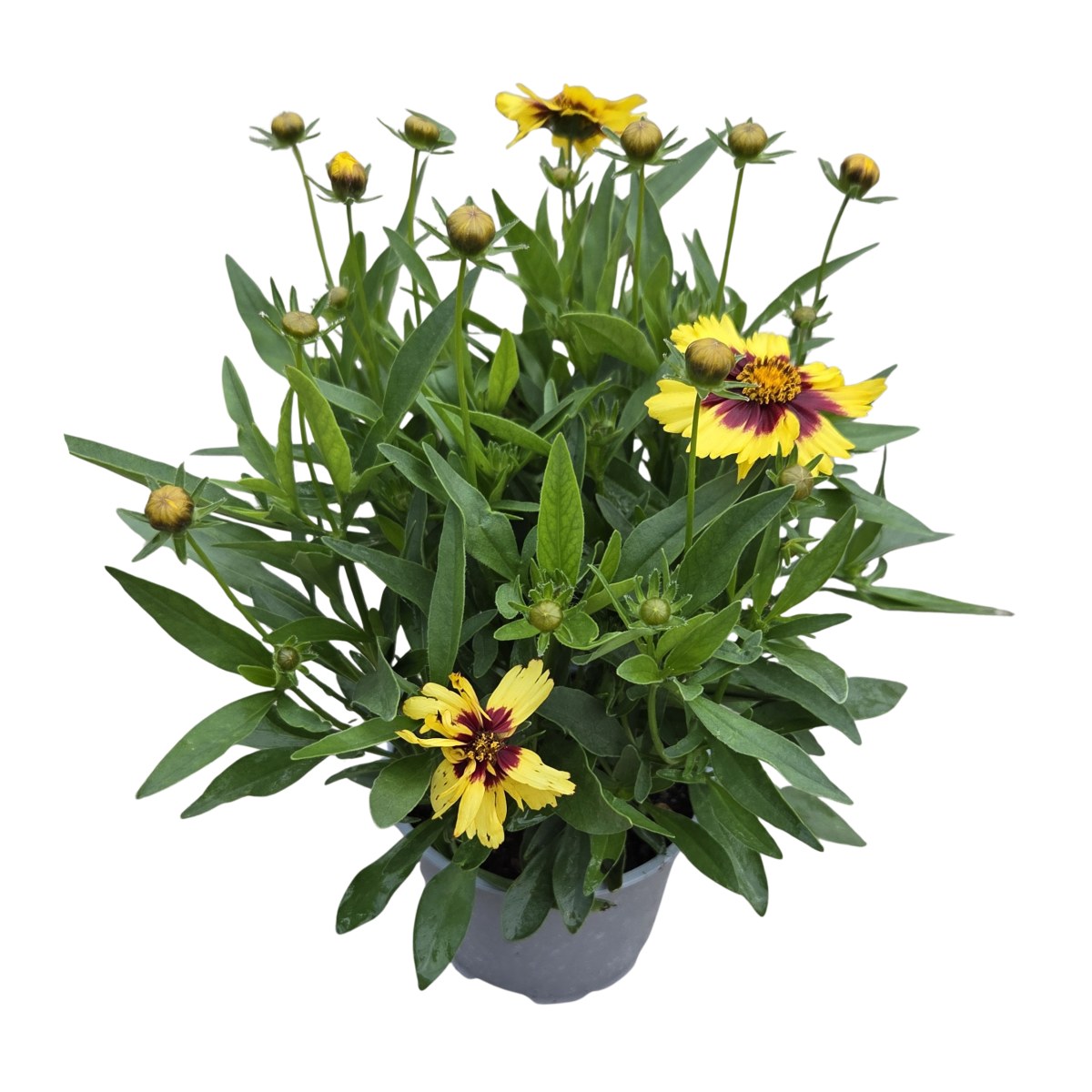 Na slunce - Krásnoočko velkokvěté 'UpTick Yellow and Red' květináč 12cm