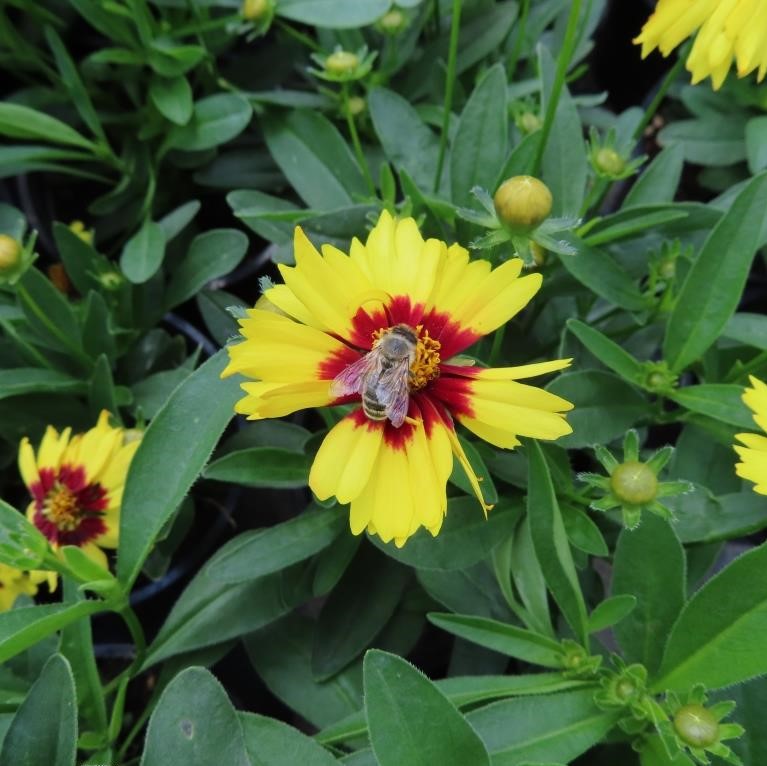 Krásnoočko velkokvěté 'UpTick Yellow and Red' květináč 12cm-0
