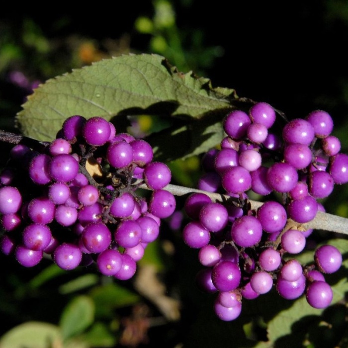 Keře okrasné listem - Krásnoplodka Bodinierova Profusion květináč 6 litrů