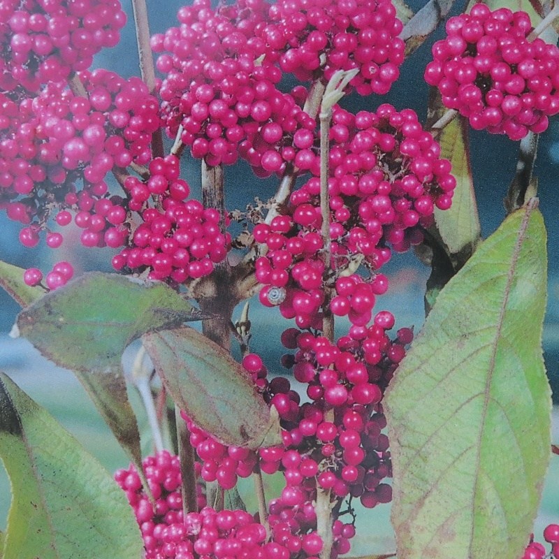 Rostliny - Krásnoplodka 'Profusion' květináč 9 litrů, výška 100/120cm, keř