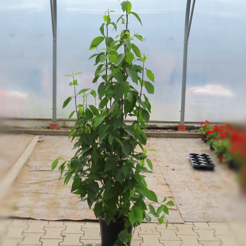 Krásnoplodka 'Profusion' květináč 9 litrů, výška 100/120cm, keř-0