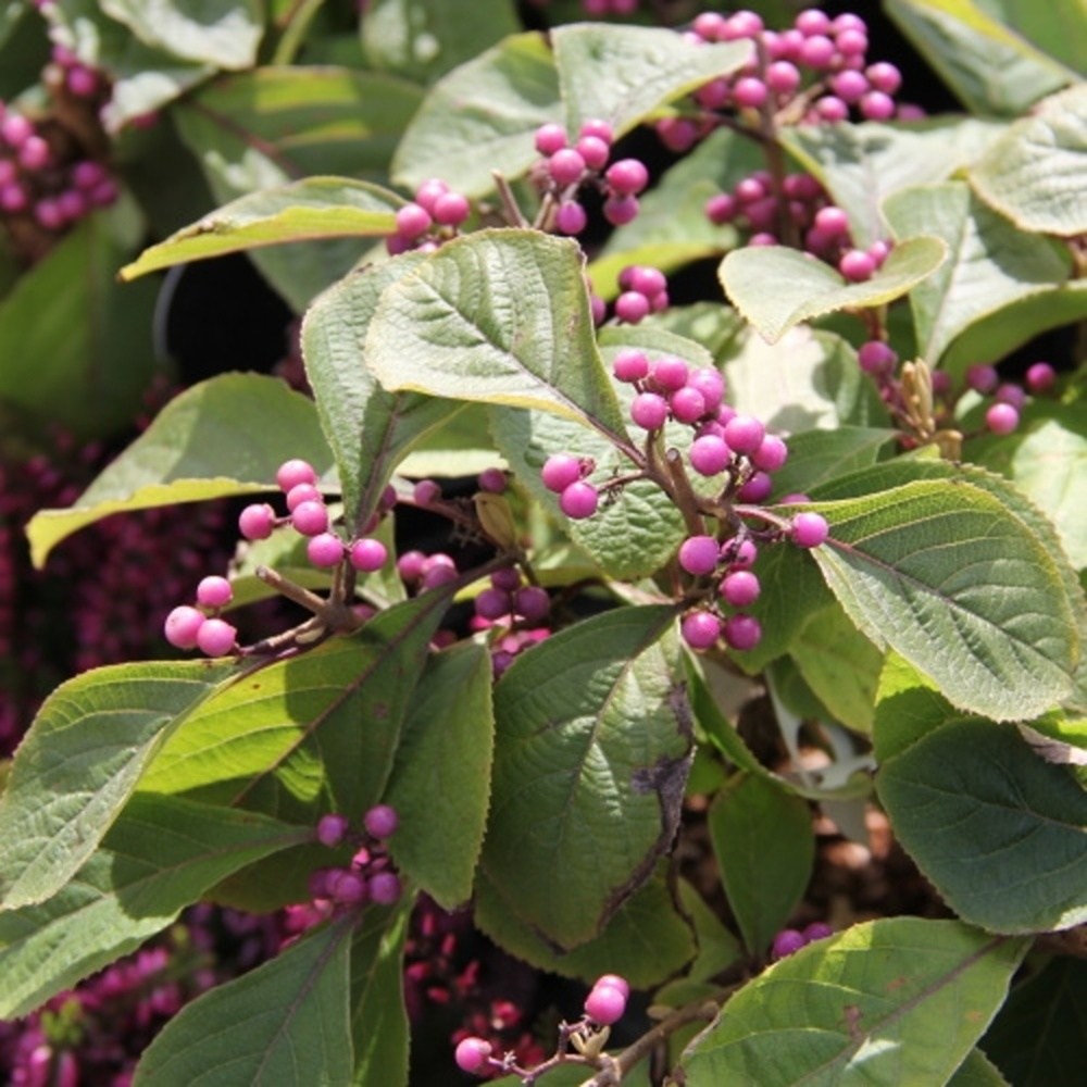 Keře okrasné listem - Krásnoplodka Profusion výška 30/40cm, květináč 3 litry