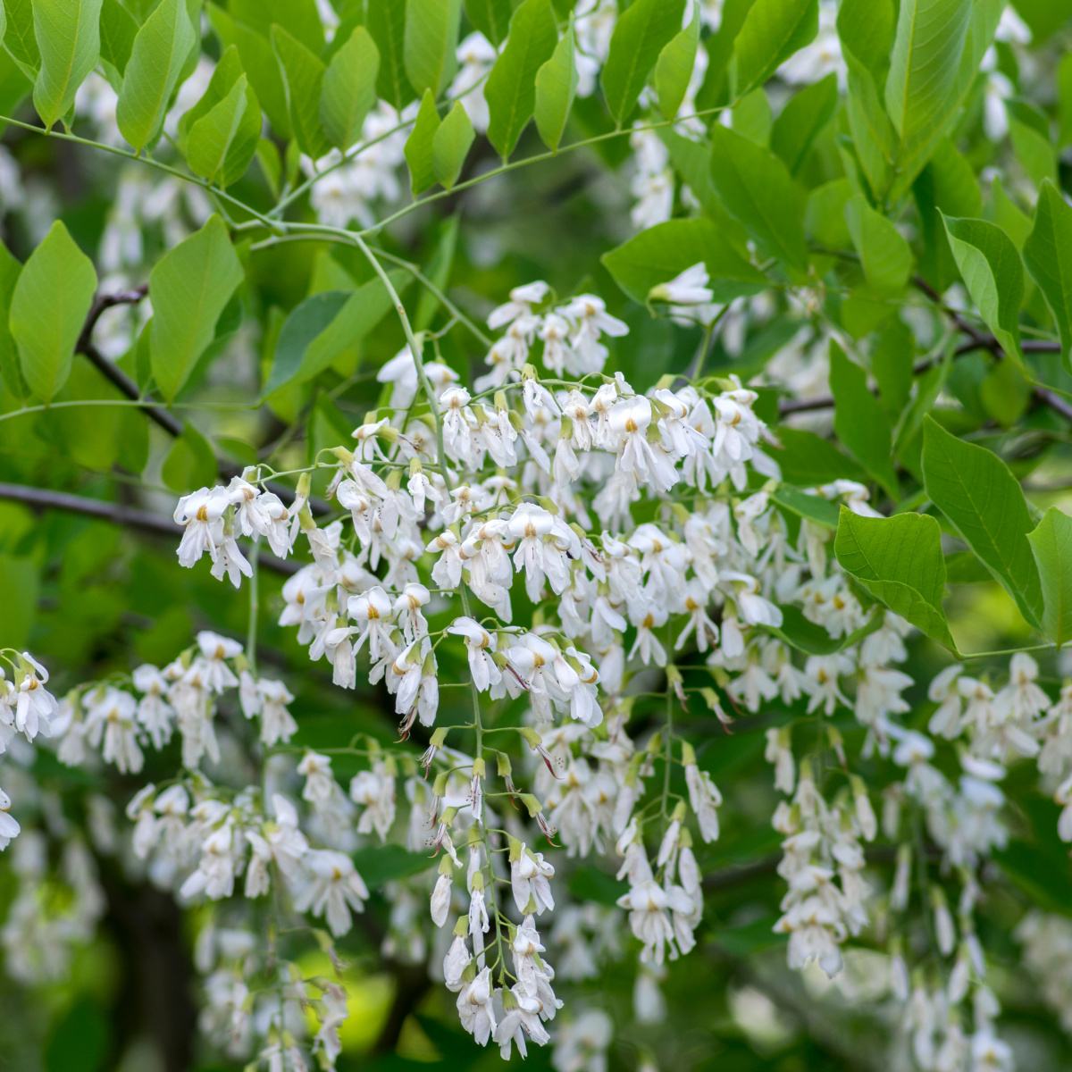 Listnaté stromky a stromy - Křehovětvec žlutý výška 150/175cm, květináč 30 litrů