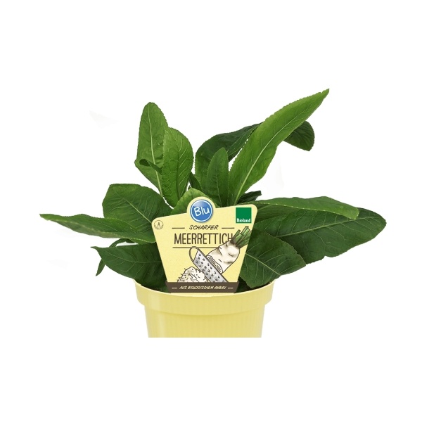 Bylinky - Křen selský BIO květináč 12cm