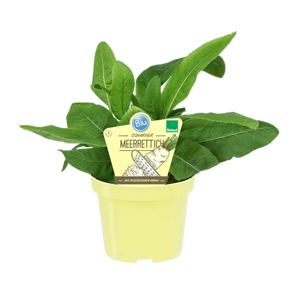 Křen selský BIO květináč 12cm-0