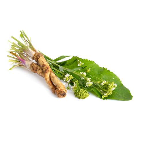 Neroubovaná sadba - Křen selský neroubovaný 12cm