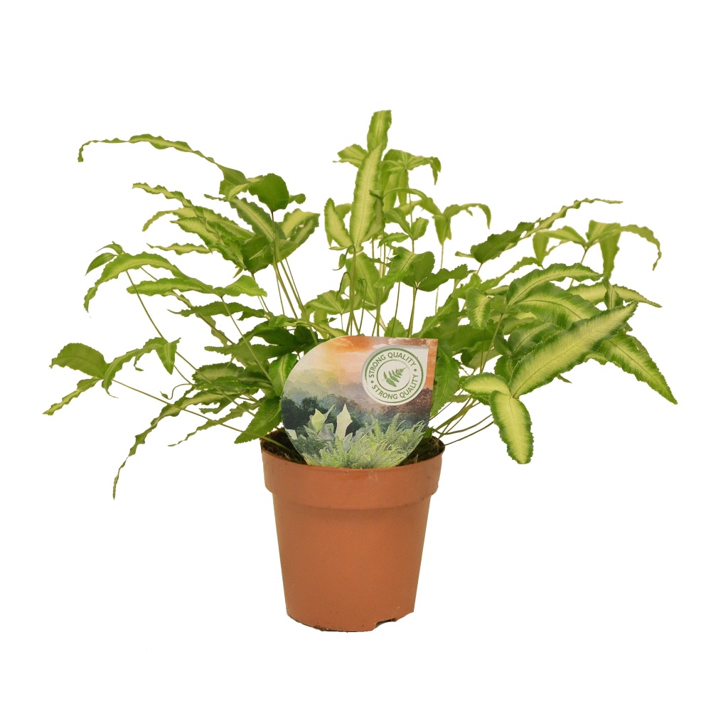 Okrasné pokojové rostliny - Křídelnice Albolineata květináč 12cm