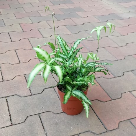 Okrasné pokojové rostliny - Křídelnice květináč 12cm